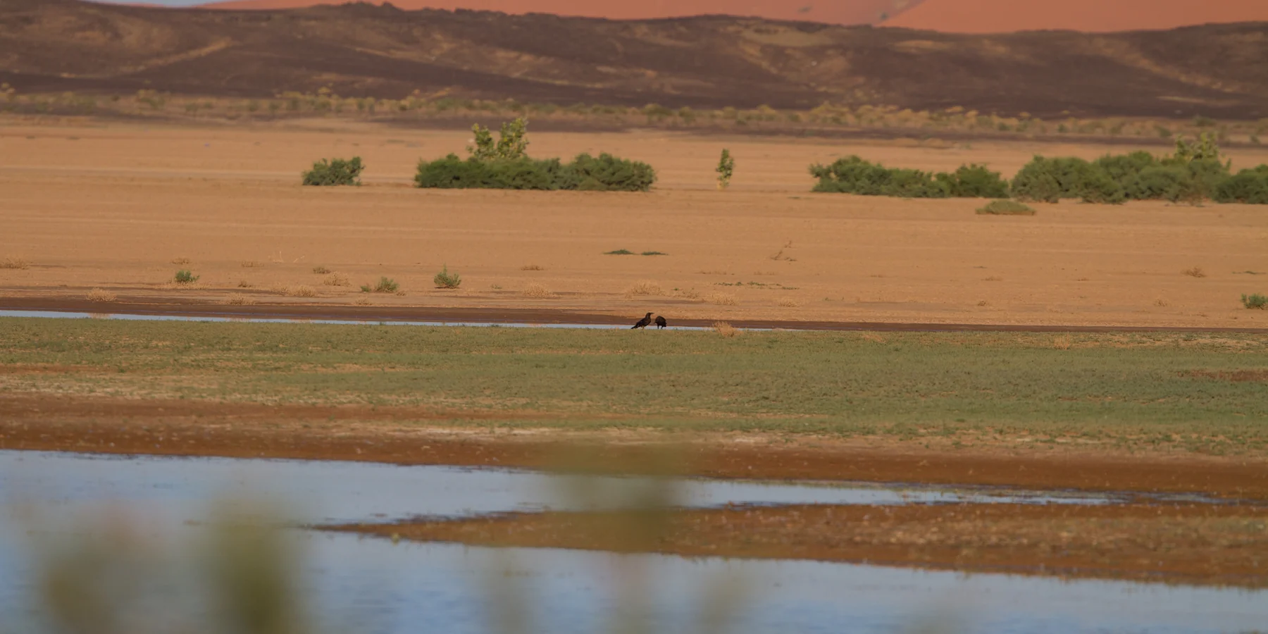 Water and low vegetation at Lake Srij near Merzouga