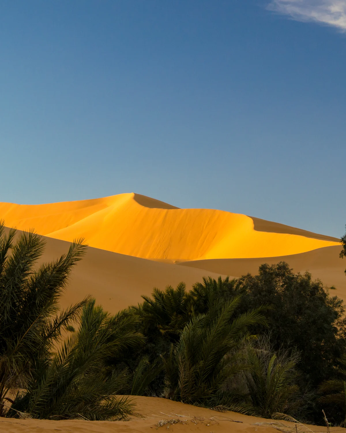 Palm trees and sunlit dunes at an oasis near Merzouga